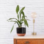 Speckled Cast Iron Plant - In Black Pluto Planter
