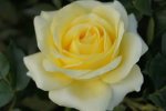 Arlene Hybrid Tea Rose 5LT