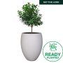 Planted Eggin Shade - Antique Rust / Ficus