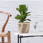 Fiddle Leaf Fig - Bambino - In Shishi Palm Leaf Basket