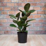 Rubber Tree Robusta - Medium - 19CM Nursery Pot
