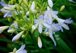 Click & Plant Online Nursery