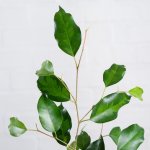 Weeping Fig - 15CM Nursery Pot