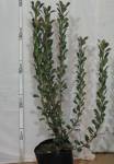 Rhaphiolepis X. Delacouril Alba 20LT