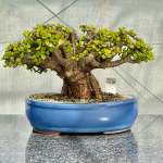 Portulacaria Afra "spekboom" - PXL08 370MM L X 360MM D X 260MM H