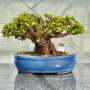 Portulacaria Afra "spekboom" - PXL08 370MM L X 360MM D X 260MM H
