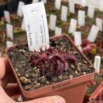 Venus Fly Trap 'pink Venus.' Special Import. - 2 Year Old Plant. 7.5CM Plastic Container.