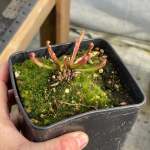 Trumpet Pitcher Sarracenia Voldemort - Dormant Plant. 12CM Plastic Container.