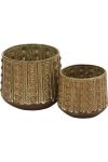 Cocoa Pot Plant - Large