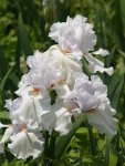 Bearded Iris Glacier Spoon