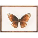 Dusk Butterfly - Premium Stretched Canvas A4