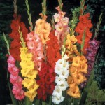 Gladioli Yellow Bulbs