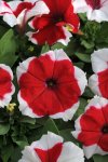 Petunia Dreams Red Picotee Seed - 5000 Pelleted Seed