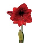 Amaryllis Sonata Single – “dynamite” Bulbs