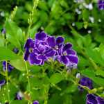 Duranta Sapphire Showers 12CM Pot