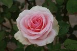 Filiae Regis Hybrid Tea Rose 5LT