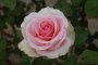 Filiae Regis Hybrid Tea Rose 5LT