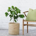 Coffee Tree - In Sinan Palm Leaf Basket