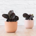 Calathea Dottie - In Terracotta White Moon Planter