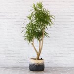 Dragon Tree - Alchemy - Extra Large - In 45CM Mimi Basket 1.7M