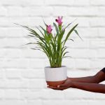 Siam Tulip - Purple - In 16CM White Pluto Planter