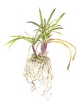 Agapanthus Praecox Art Print - A1