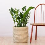 Zz Plant - Extra Large - In 35CM Sinan Basket