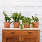 Low Light Pack - In Terracotta Pot Set