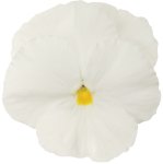 Pansy Matrix White Seed - 500 Raw Seed