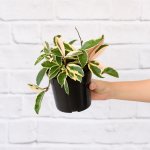 Hoya Krimson Queen - In 14CM Nursery Pot