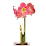 Amaryllis Sonata Single – “amalfi” Bulbs