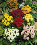 Dahlia Figaro Field Grown Mix Seed - 1000 Raw Seed