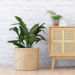Cast Iron Plant - Extra Large - 30CM In Sinan Palm Leaf Basket