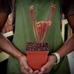 Trumpet Pitcher Sarracenia 'anata' - Dormant Plant. 7.5CM Plastic Container.