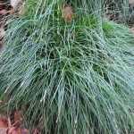 Carex China Blue 15CM Pot