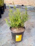 Buchu Ciliaris 15CM