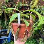 Tropical Pitcher Nepenthes 'zakariena' - Older Plant In 21CM Hanging Basket