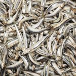 Anchovies Small 1KG Tub Quote At Time Of Purchase Imported