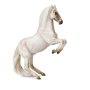 Lipizzaner Stallion