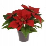 Christmas Flower In Pot 25CM