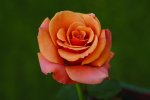 Singin In The Rain Hybrid Tea Rose 5LT