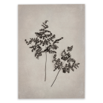 Art Forms In Nature 1 Art Print - A2 No Frame Print Only
