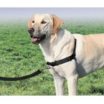 Premier Easy Walk Harness - Large