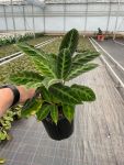 Calathea Warscewiczii - In 14CM Nursery Pot