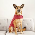 Scarlet Dog Jersey - XS Extra Length