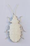 Off-white Metal Beatle 30X16CM