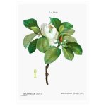 Magnolia White 1 Art Print