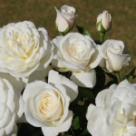 White Light Rose 5LT