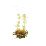 Premium Flowering Tea Blooming Bert