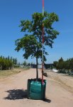 Celtis Sinensis 500LT Tree
